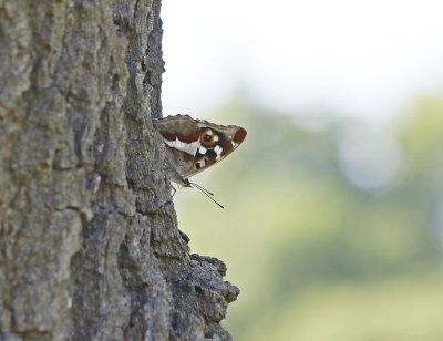 Grote Weerschijnvlinder / Purple Emperor