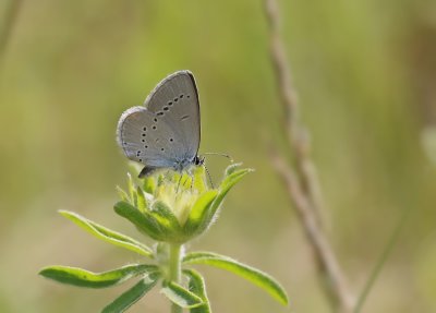 Dwergblauwtje / Little Blue, Small Blue