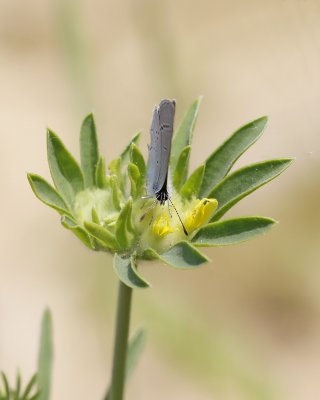 Dwergblauwtje / Little Blue, Small Blue