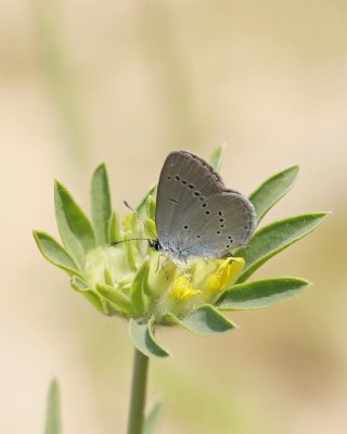 Dwergblauwtje / Little Blue, Small Blue