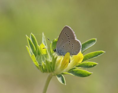 Dwergblauwtje / Little Blue, Small Blue