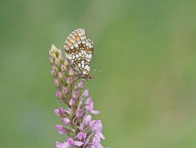 Steppeparelmoervlinder / Nickerl's Fritillary