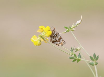 Steppeparelmoervlinder / Nickerl's Fritillary