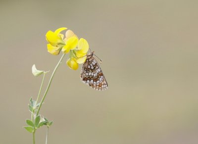 Steppeparelmoervlinder / Nickerl's Fritillary
