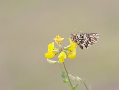 Steppeparelmoervlinder / Nickerl's Fritillary