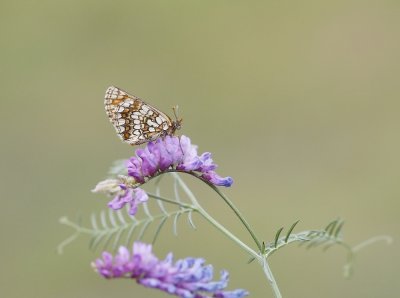 Steppeparelmoervlinder / Nickerl's Fritillary