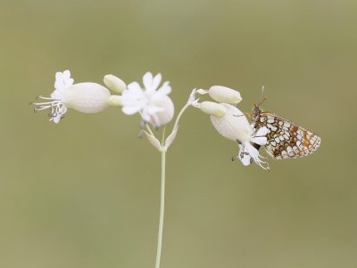 Steppeparelmoervlinder / Nickerl's Fritillary