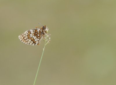 Steppeparelmoervlinder / Nickerl's Fritillary