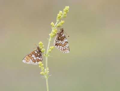 Steppeparelmoervlinder / Nickerl's Fritillary