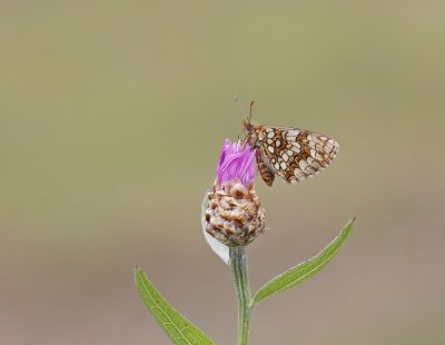 Steppeparelmoervlinder / Nickerl's Fritillary