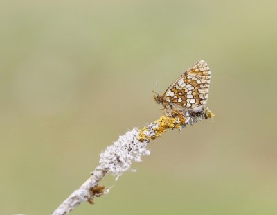 Steppeparelmoervlinder / Nickerl's Fritillary
