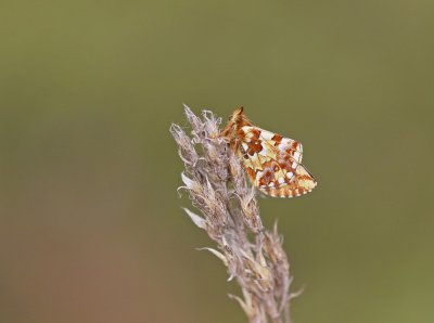 Veenbesparelmoervlinder / Cranberry Fritillary