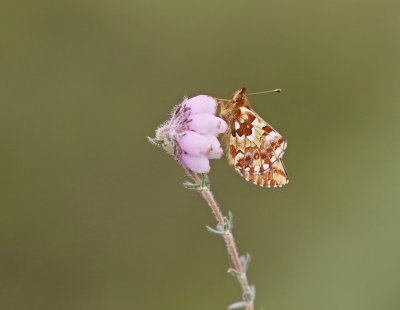 Veenbesparelmoervlinder / Cranberry Fritillary