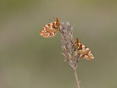 Veenbesparelmoervlinder / Cranberry Fritillary