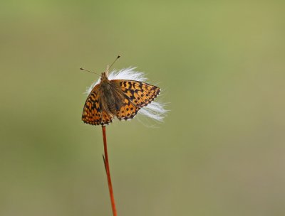 Veenbesparelmoervlinder / Cranberry Fritillary
