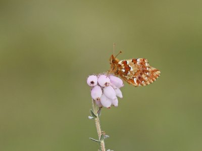 Veenbesparelmoervlinder / Cranberry Fritillary