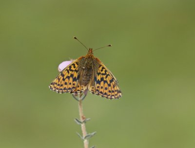 Veenbesparelmoervlinder / Cranberry Fritillary