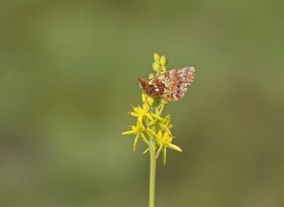 Veenbesparelmoervlinder / Cranberry Fritillary