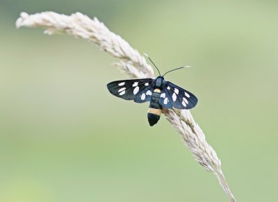 Phegeavlinder / Nine-spotted Moth
