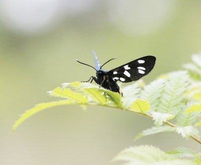 Phegeavlinder / Nine-spotted Moth