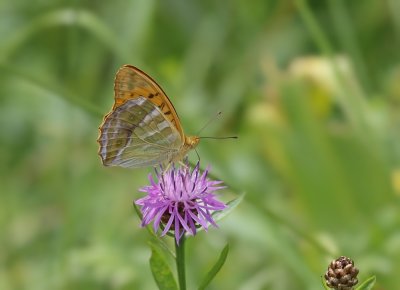 Keizersmantel / Silver-washed Fritillary