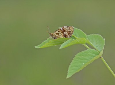 Purperstreepparelmoervlinder / Lesser Marbled Fritillary