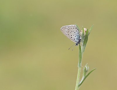 Tijmblauwtje / Large Blue