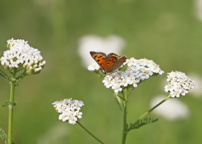 Kleine Vuurvlinder / Small Copper
