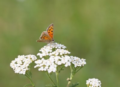 Kleine Vuurvlinder / Small Copper