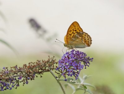 Keizersmantel / Silver-washed Fritillary