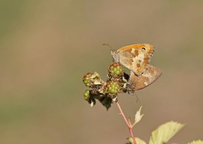Oranje Zandoogje / Hedge Brown, Gatekeeper