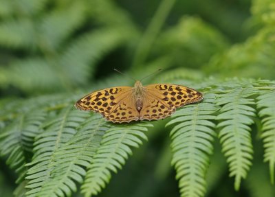 Keizersmantel / Silver-washed Fritillary