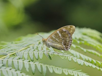 Keizersmantel / Silver-washed Fritillary