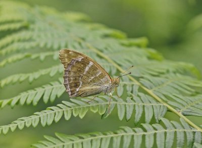 Keizersmantel / Silver-washed Fritillary