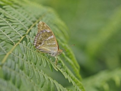 Keizersmantel / Silver-washed Fritillary