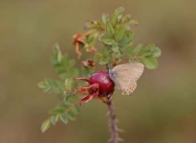 Bruine Eikenpage/ Ilex Hairstreak