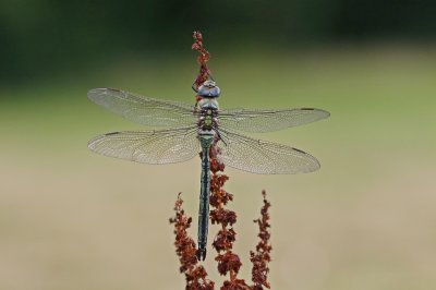 Grote Keizerlibel / Blue Emperor, Emperor Dragonfly