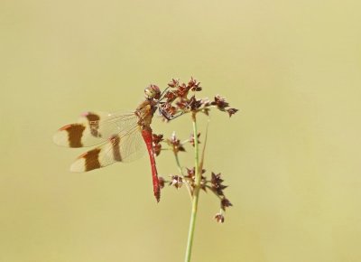Bandheidelibel / Banded Darter