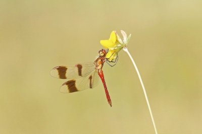 Bandheidelibel / Banded Darter