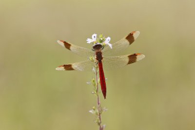 :: Bandheidelibel / Banded Darter ::