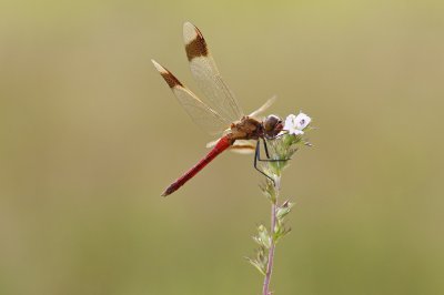Bandheidelibel / Banded Darter