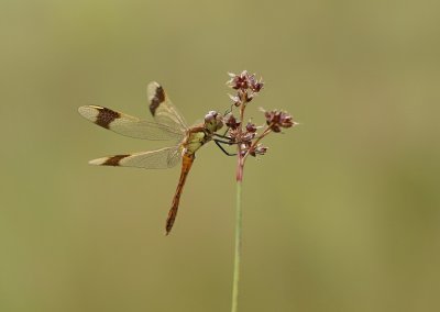 Bandheidelibel / Banded Darter