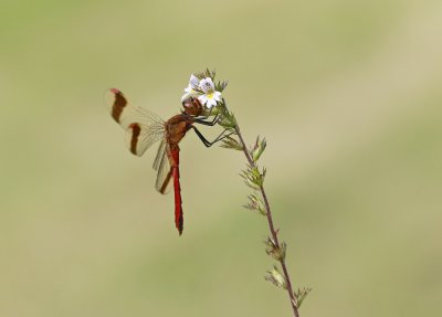 Bandheidelibel / Banded Darter