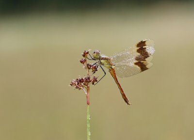 Bandheidelibel / Banded Darter