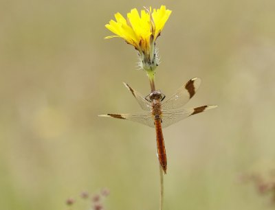 Bandheidelibel / Banded Darter