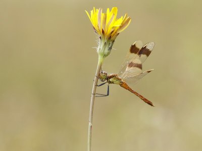 Bandheidelibel / Banded Darter