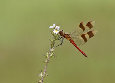 Bandheidelibel / Banded Darter