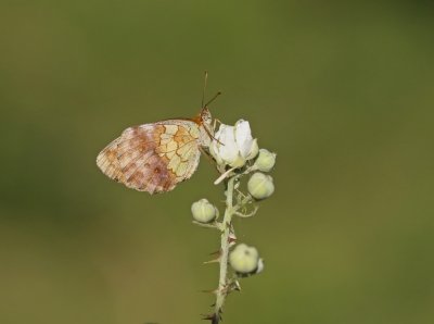 Braamparelmoervlinder / Marbled Fritillary