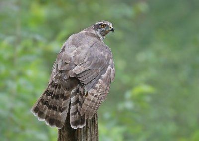 Havik / Northern Goshawk