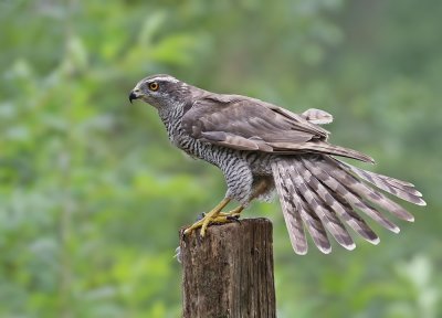 Havik / Northern Goshawk